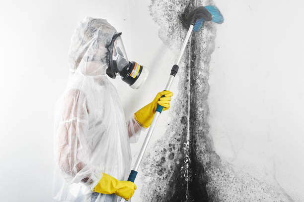 Best Mold Damage Restoration  in Mount Pleasant, MI