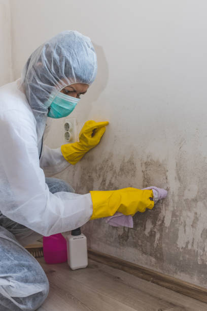 Mold Odor Removal Services in Mount Pleasant, MI